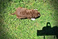 Rascal, a male Havanese and Poodle - Toy  for sale in Marshfield, MO – Photo 6 of 6