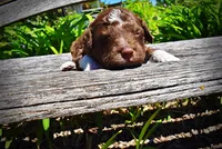 Rascal, a male Havanese and Poodle - Toy  for sale in Marshfield, MO – Photo 4 of 6