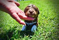 Rascal, a male Havanese and Poodle - Toy  for sale in Marshfield, MO – Photo 1 of 6
