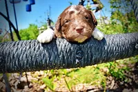 Rascal, a male Havanese and Poodle - Toy  for sale in Marshfield, MO – Photo 3 of 6
