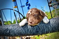 Rascal, a male Havanese and Poodle - Toy  for sale in Marshfield, MO – Photo 2 of 6