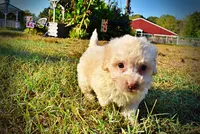 Leo, a male Havapoo for sale in Marshfield, MO – 7 of 9