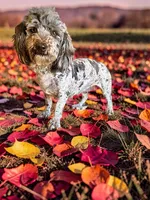 Isabella, a female Havanese and Poodle - Toy  for sale in Marshfield, MO – 9 of 10