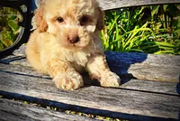 Luigi, a male Havapoo for sale in Marshfield, MO – 4 of 9