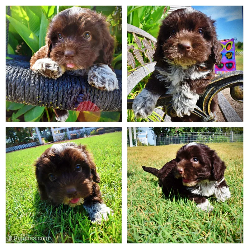 Jackson-LABOR DAY SALE-TAKE $100 OFF!!! – Havanese, Havapoo puppy for sale in Marshfield, MO