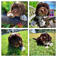 Jackson-LABOR DAY SALE-TAKE $100 OFF!!!, a male Havanese and Havapoo for sale in Marshfield, MO – 1 of 10