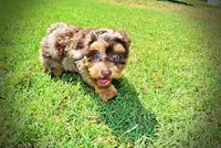 Ironman-LABOR DAY SALE-TAKE $100 OFF!!!, a male Havanese and Poodle - Toy  for sale in Marshfield, MO – 6 of 9