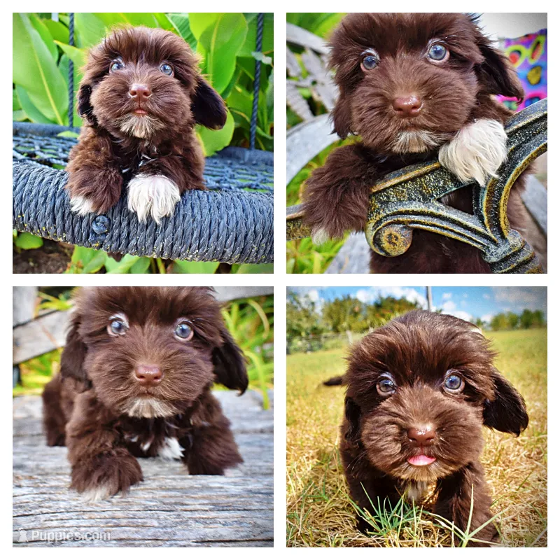 Kricket – Havanese, Havapoo puppy for sale in Marshfield, MO