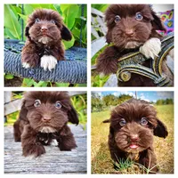 Kricket, a female Havanese and Havapoo for sale in Marshfield, MO – 1 of 9