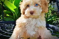 Gracie, a female Havanese and Poodle - Toy  for sale in Marshfield, MO – 4 of 10