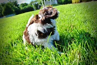 Bubbles, a female Havanese and Poodle - Toy  for sale in Marshfield, MO – 3 of 9