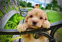 Acorn, a male Havanese and Poodle - Toy  for sale in Marshfield, MO – 5 of 10