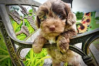Whisky, a male Havanese and Poodle - Toy  for sale in Marshfield, MO – 8 of 10