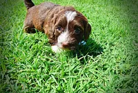 Tootsie, a female Havanese and Poodle - Toy  for sale in Marshfield, MO – 7 of 10