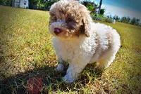 Noodles, a female Havapoo for sale in Marshfield, MO – 9 of 10