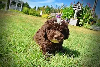 Juno-LABOR DAY SALE-TAKE $100 OFF!!!, a female Havanese and Havapoo for sale in Marshfield, MO – 7 of 9