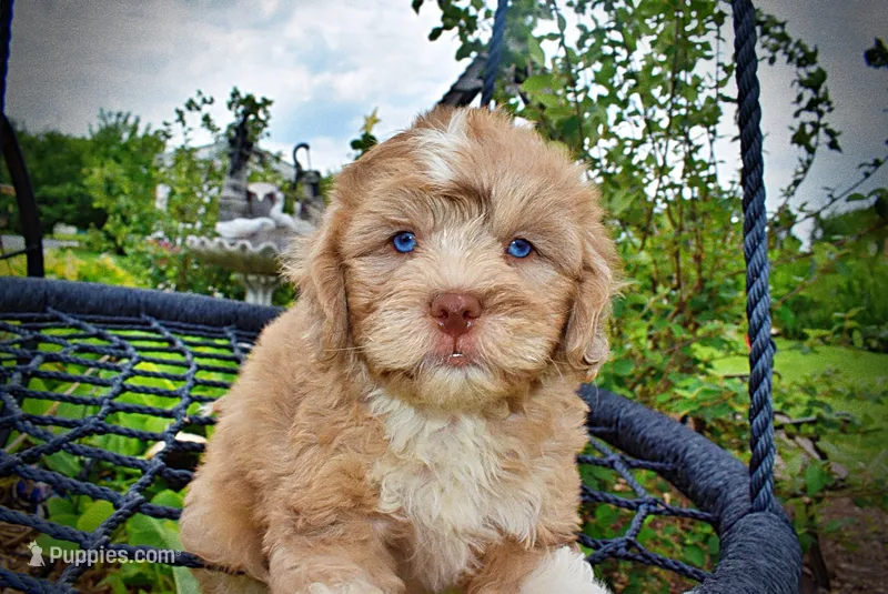 Pablo – Havanese, Poodle - Toy  puppy for sale in Marshfield, MO
