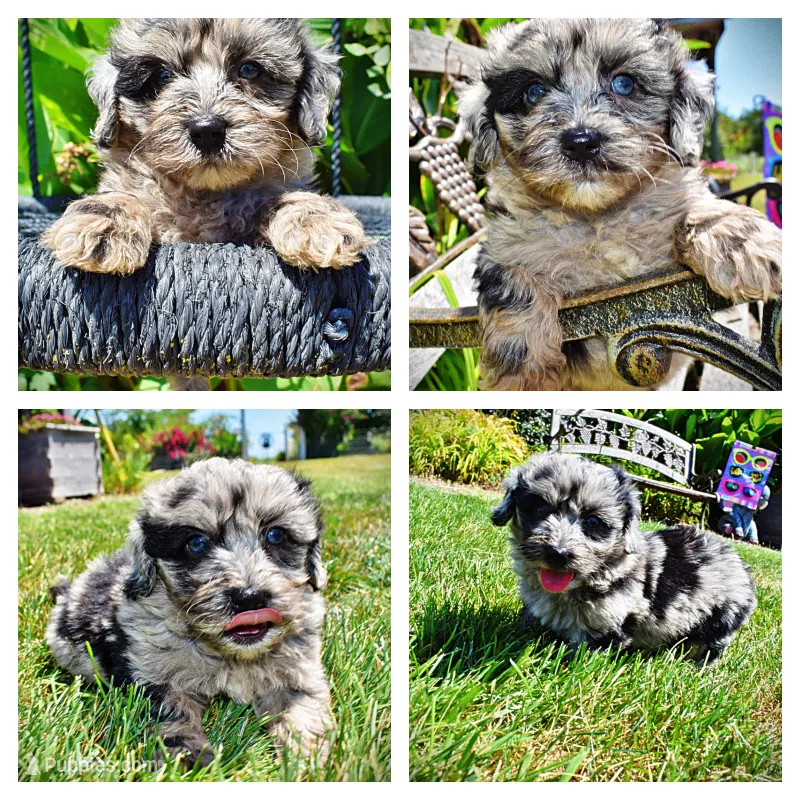 Indy – Havanese, Poodle - Toy  puppy for sale in Marshfield, MO