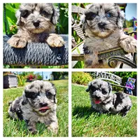 Indy, a male Havanese and Poodle - Toy  for sale in Marshfield, MO – 1 of 10