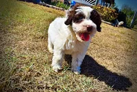 Nabisco, a male Havapoo for sale in Marshfield, MO – 9 of 10