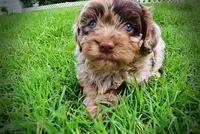 Whisky, a male Havanese and Poodle - Toy  for sale in Marshfield, MO – 2 of 10