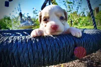 Precious, a female Havanese and Poodle - Toy  for sale in Marshfield, MO – Photo 3 of 10