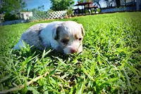 Precious, a female Havanese and Poodle - Toy  for sale in Marshfield, MO – Photo 8 of 10