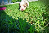 Precious, a female Havanese and Poodle - Toy  for sale in Marshfield, MO – Photo 7 of 10