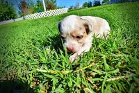 Precious, a female Havanese and Poodle - Toy  for sale in Marshfield, MO – Photo 5 of 10