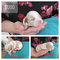 Precious, a female Havanese and Poodle - Toy  for sale in Marshfield, MO – Photo 10 of 10