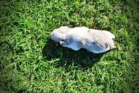 Precious, a female Havanese and Poodle - Toy  for sale in Marshfield, MO – Photo 9 of 10