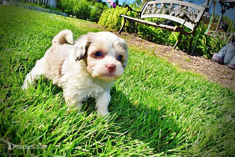 Precious – Havanese, Poodle - Toy  puppy for sale in Marshfield, MO
