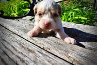 Precious, a female Havanese and Poodle - Toy  for sale in Marshfield, MO – Photo 4 of 10