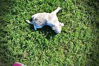 Precious, a female Havanese and Poodle - Toy  for sale in Marshfield, MO – Photo 6 of 10