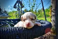 Precious, a female Havanese and Poodle - Toy  for sale in Marshfield, MO – Photo 2 of 10