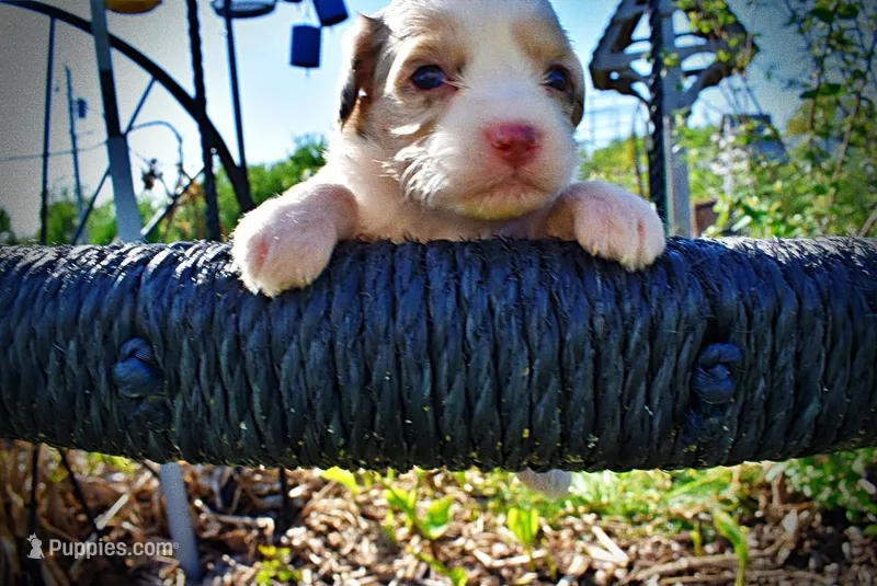 Precious – Havanese, Poodle - Toy  puppy for sale in Marshfield, MO