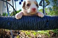 Precious, a female Havanese and Poodle - Toy  for sale in Marshfield, MO – Photo 1 of 10