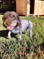 Fancy, a female Havanese and Poodle - Toy  for sale in Marshfield, MO – 10 of 10