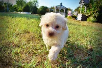 Leo, a male Havapoo for sale in Marshfield, MO – 9 of 9