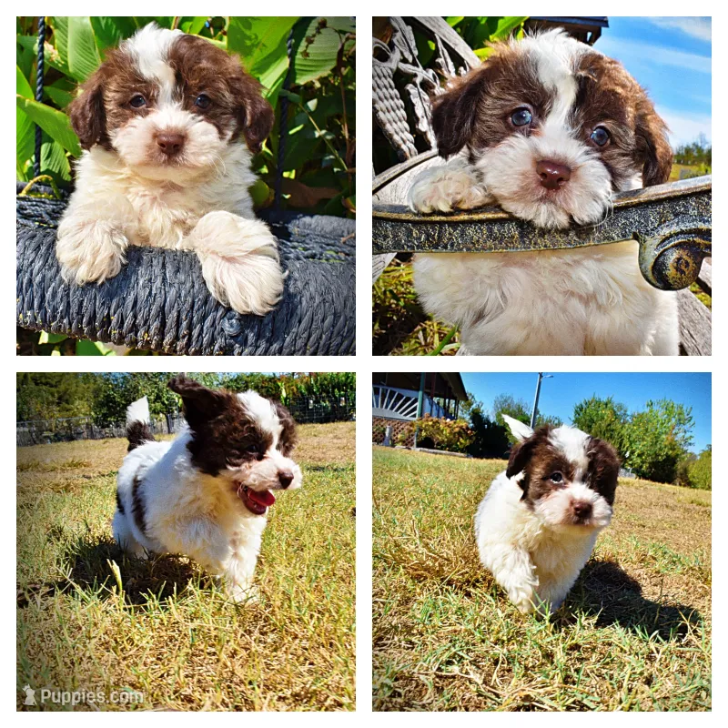 Noella – Havapoo puppy for sale in Marshfield, MO