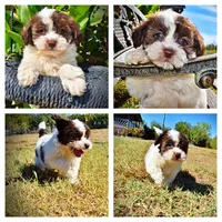 Noella, a female Havapoo for sale in Marshfield, MO – 1 of 10