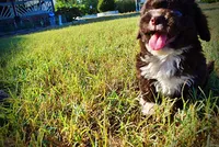 Lucky, a male Havapoo for sale in Marshfield, MO – 9 of 10