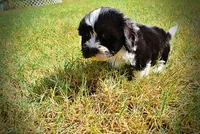 Kibbles, a male Havanese and Havapoo for sale in Marshfield, MO – 8 of 10