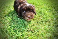 Jackson-LABOR DAY SALE-TAKE $100 OFF!!!, a male Havanese and Havapoo for sale in Marshfield, MO – 5 of 10