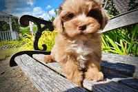 Kiwi, a female Havanese and Havapoo for sale in Marshfield, MO – 5 of 10