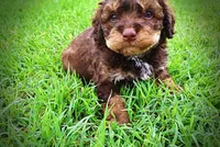 Valentino, a male Havanese and Poodle - Toy  for sale in Marshfield, MO – 6 of 10