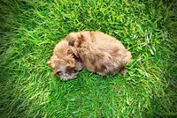 Destiny, a female Havanese and Poodle - Toy  for sale in Marshfield, MO – 8 of 10