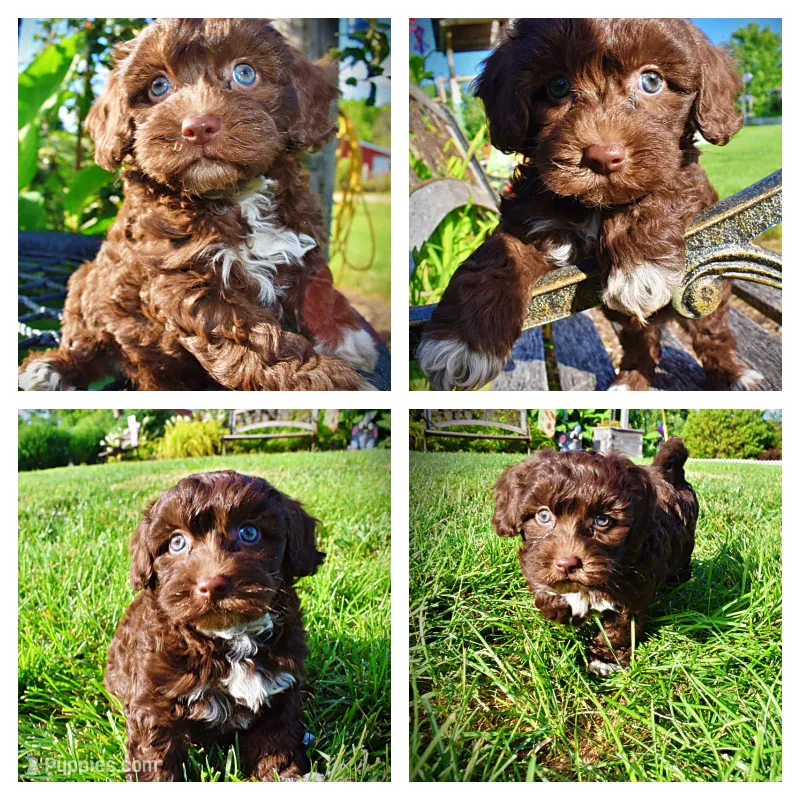 Cookie – Havanese, Poodle - Toy  puppy for sale in Marshfield, MO