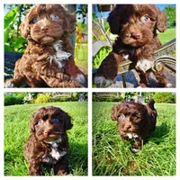 Cookie, a female Havanese and Poodle - Toy  for sale in Marshfield, MO – 1 of 9
