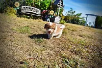 Nemo, a male Havapoo for sale in Marshfield, MO – 10 of 10